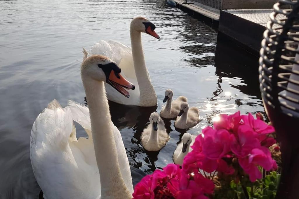 Out Of Amsterdam, River Apartment Close To City Broek in Waterland Eksteriør billede
